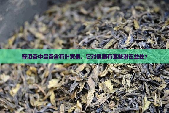 普洱茶中是否含有叶黄素，它对健康有哪些潜在益处？