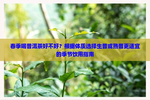 春季喝普洱茶好不好？根据体质选择生普或熟普更适宜的季节饮用指南