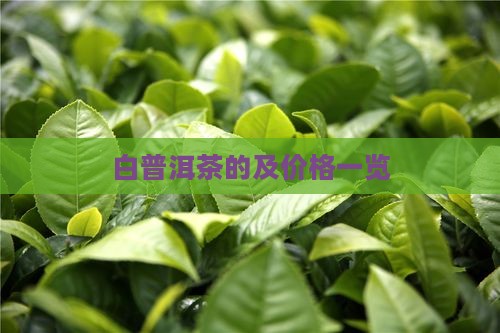 白普洱茶的及价格一览