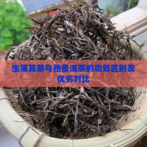 生蒲耳茶与熟普洱茶的功效区别及优劣对比