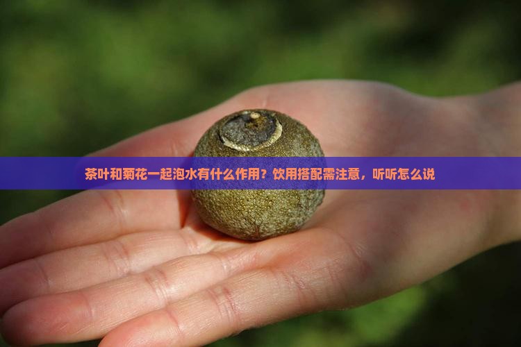 茶叶和菊花一起泡水有什么作用？饮用搭配需注意，听听怎么说