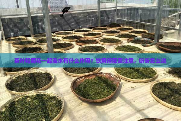 茶叶和菊花一起泡水有什么作用？饮用搭配需注意，听听怎么说