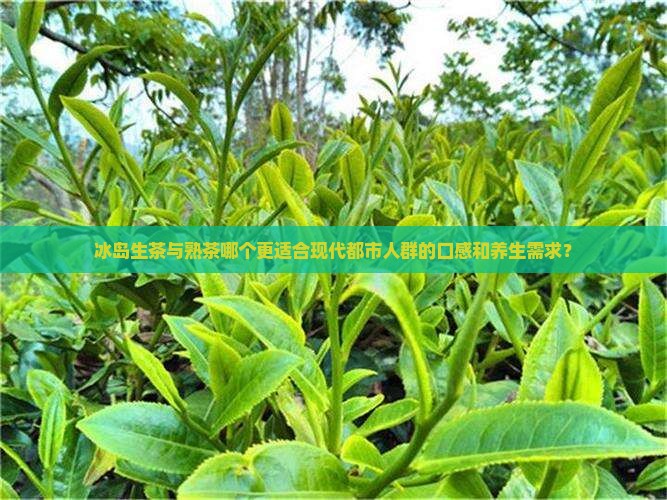冰岛生茶与熟茶哪个更适合现代都市人群的口感和养生需求？