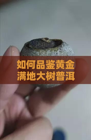 如何品鉴黄金满地大树普洱茶的品质与特点？