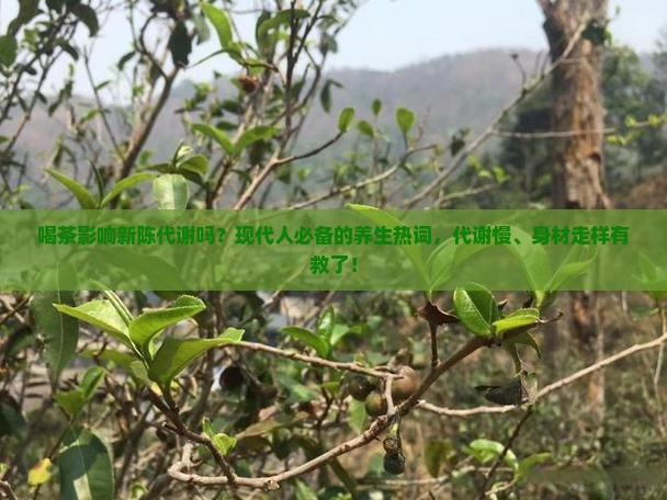 喝茶影响新陈代谢吗？现代人必备的养生热词，代谢慢、身材走样有救了！
