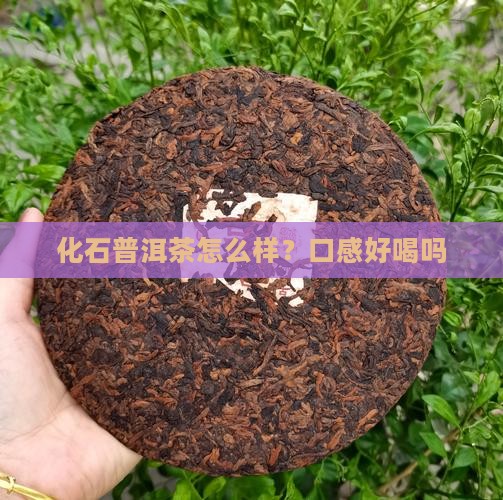 化石普洱茶怎么样？口感好喝吗