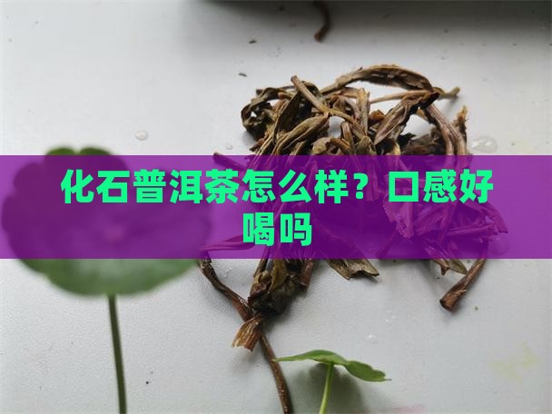 化石普洱茶怎么样？口感好喝吗