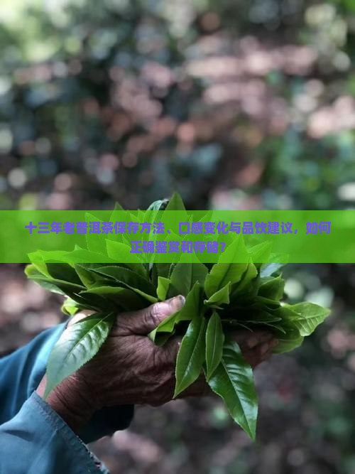十三年老普洱茶保存方法、口感变化与品饮建议，如何正确鉴赏和存储？