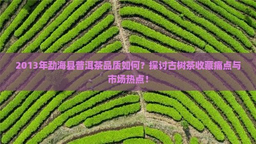 2013年勐海县普洱茶品质如何？探讨古树茶收藏痛点与市场热点！