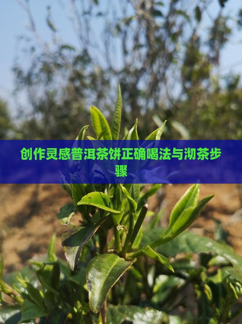 创作灵感普洱茶饼正确喝法与沏茶步骤
