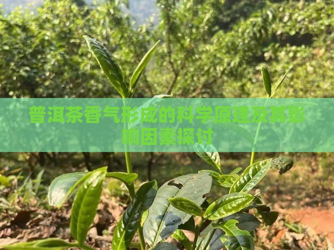 普洱茶香气形成的科学原理及其影响因素探讨