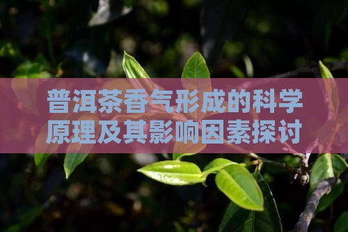 普洱茶香气形成的科学原理及其影响因素探讨
