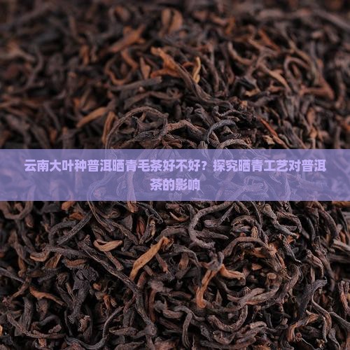 云南大叶种普洱晒青毛茶好不好？探究晒青工艺对普洱茶的影响