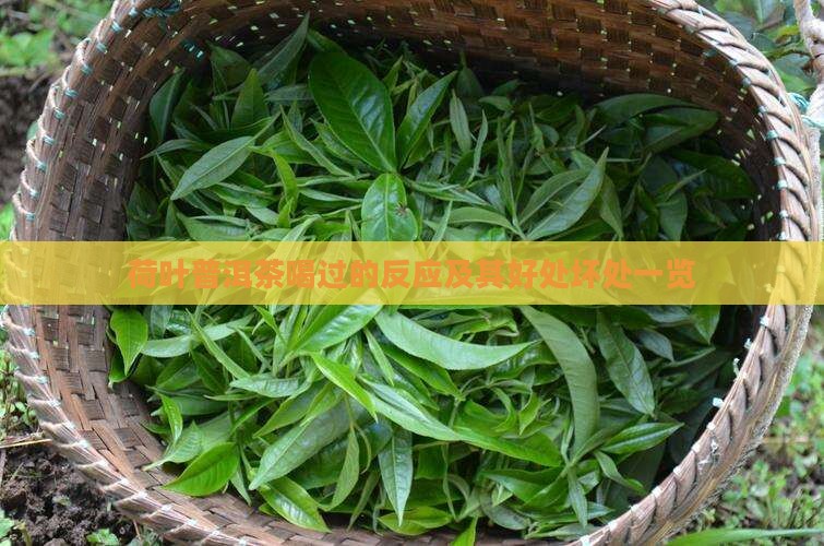 荷叶普洱茶喝过的反应及其好处坏处一览