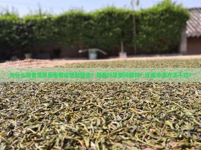 为什么喝普洱茶后舌根会感到酸涩？是茶叶质量问题吗？还是冲泡方法不对？