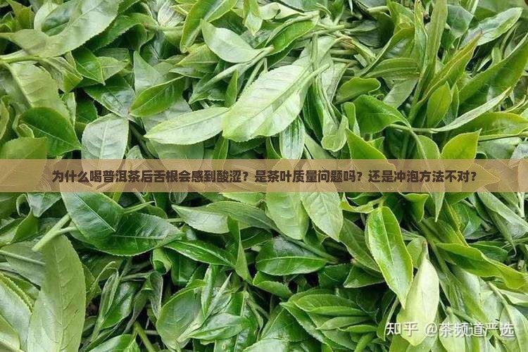 为什么喝普洱茶后舌根会感到酸涩？是茶叶质量问题吗？还是冲泡方法不对？