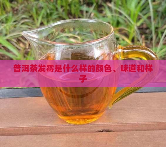 普洱茶发霉是什么样的颜色、味道和样子