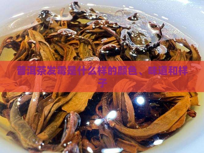 普洱茶发霉是什么样的颜色、味道和样子