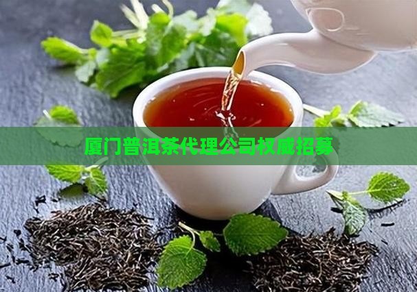 厦门普洱茶代理公司权威招募