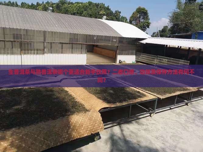 生普洱茶与熟普洱茶哪个更适合新手饮用？二者口感、功效及保存方法有何不同？