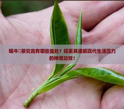 喝牛塝茶究竟有哪些益处？探索其缓解现代生活压力的神奇功效！