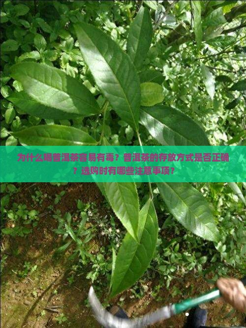 为什么喝普洱茶容易有毒？普洱茶的存放方式是否正确？选购时有哪些注意事项？