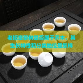 老班章茶树是否属于乔木，其生长特性和分类地位是怎样的？