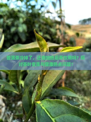 普洱茶冷掉了，还能加热后再饮用吗？探讨茶叶变质与健康热点问题！