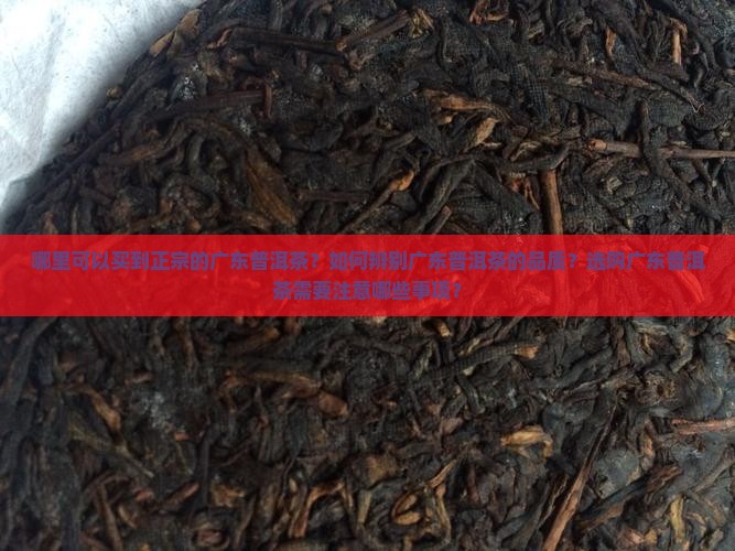 哪里可以买到正宗的广东普洱茶？如何辨别广东普洱茶的品质？选购广东普洱茶需要注意哪些事项？
