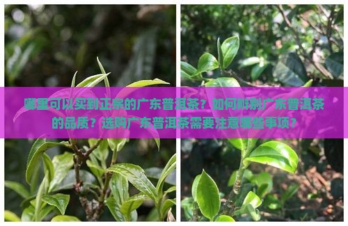 哪里可以买到正宗的广东普洱茶？如何辨别广东普洱茶的品质？选购广东普洱茶需要注意哪些事项？