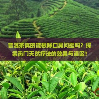 普洱茶真的能根除口臭问题吗？探索热门天然疗法的效果与误区！