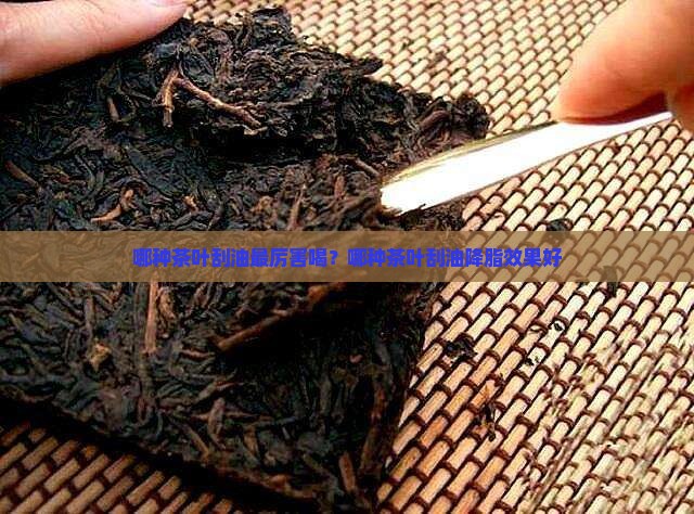 哪种茶叶刮油最厉害喝？哪种茶叶刮油降脂效果好