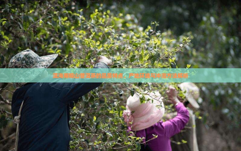 洱海南糯山普洱茶的品质特点、产地环境与冲泡方法解析
