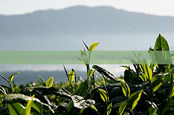 洱海南糯山普洱茶的品质特点、产地环境与冲泡方法解析