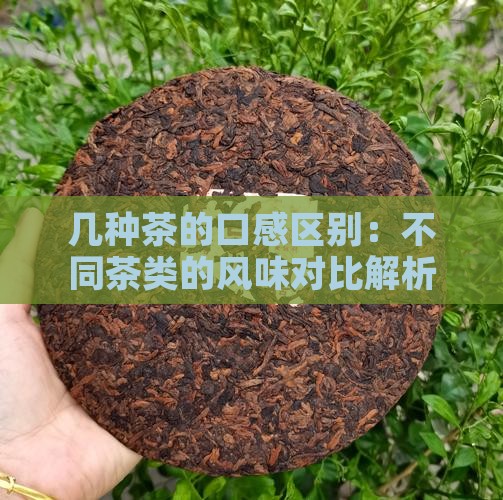 几种茶的口感区别：不同茶类的风味对比解析