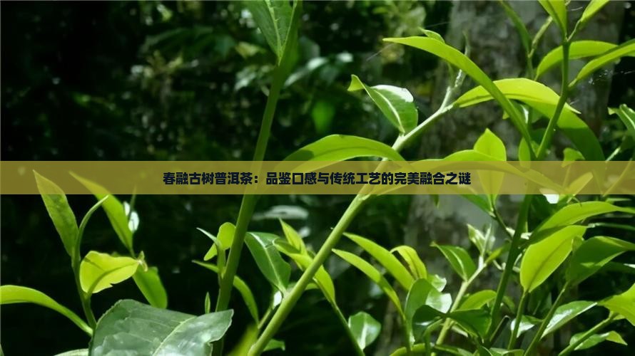 春融古树普洱茶：品鉴口感与传统工艺的完美融合之谜