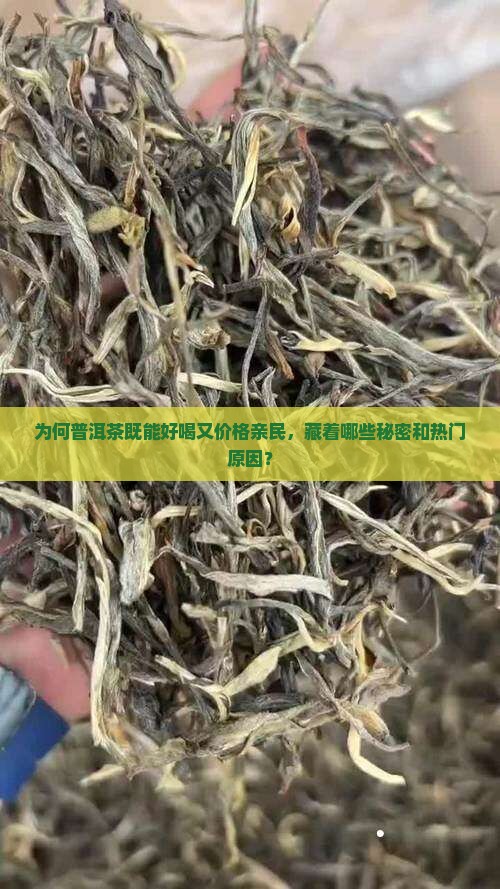 为何普洱茶既能好喝又价格亲民，藏着哪些秘密和热门原因？