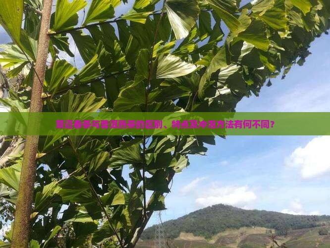 景迈春茶与普洱熟茶的区别、特点及冲泡方法有何不同？