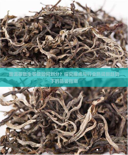 普洱茶散生等级如何划分？探究痛点与行业热词新趋势下的品鉴指南