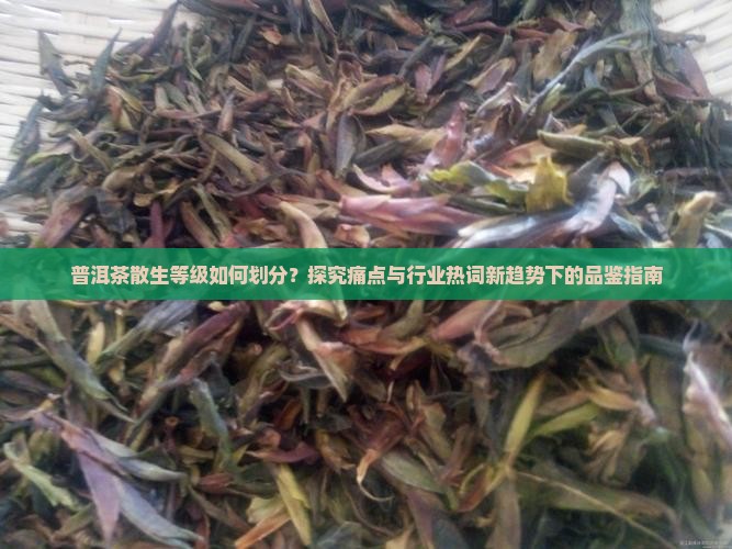 普洱茶散生等级如何划分？探究痛点与行业热词新趋势下的品鉴指南