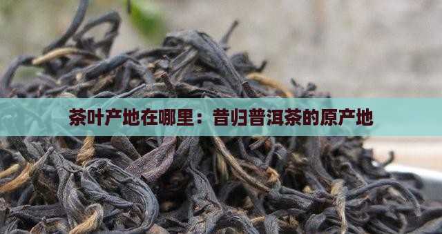 茶叶产地在哪里：昔归普洱茶的原产地