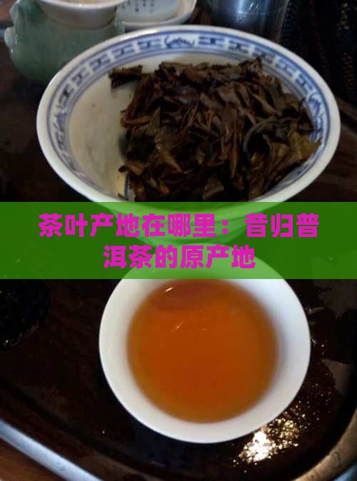茶叶产地在哪里：昔归普洱茶的原产地