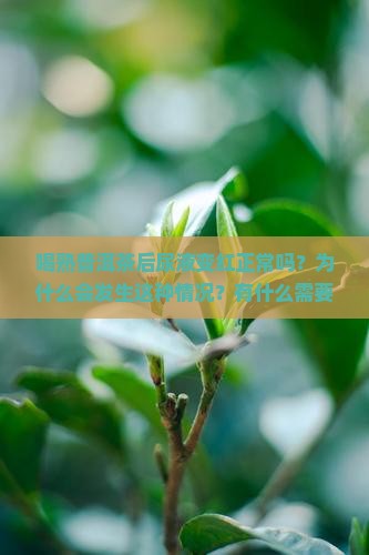 喝熟普洱茶后尿液变红正常吗？为什么会发生这种情况？有什么需要注意的？