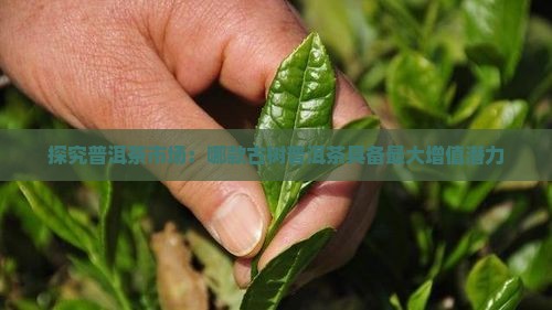 探究普洱茶市场：哪款古树普洱茶具备最大增值潜力