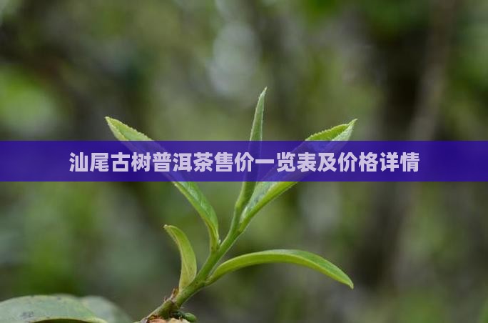 汕尾古树普洱茶售价一览表及价格详情