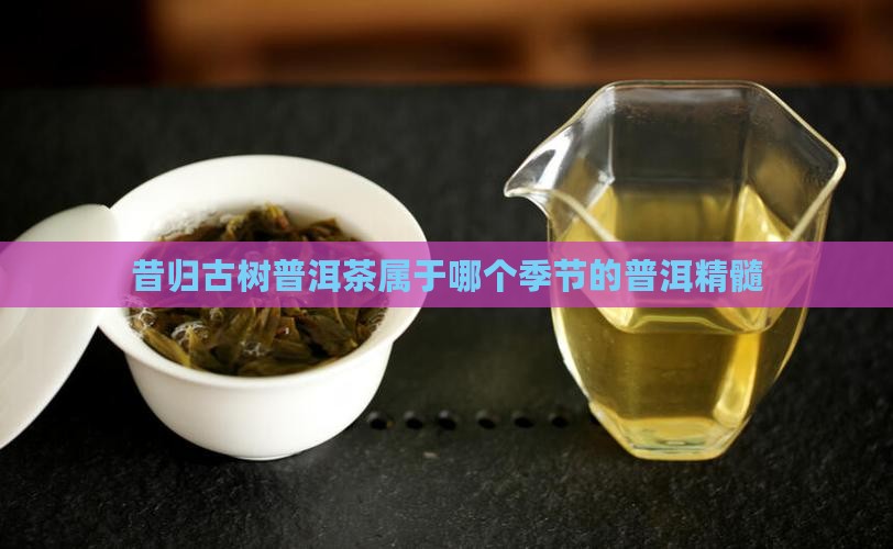 昔归古树普洱茶属于哪个季节的普洱精髓