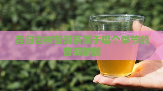 昔归古树普洱茶属于哪个季节的普洱精髓