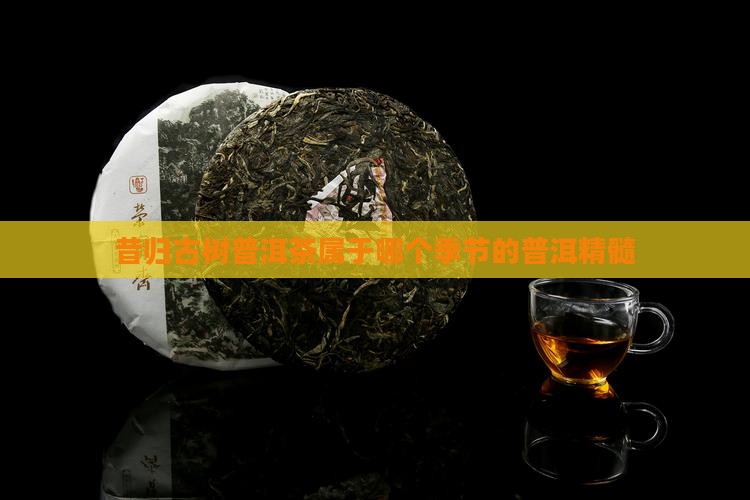 昔归古树普洱茶属于哪个季节的普洱精髓