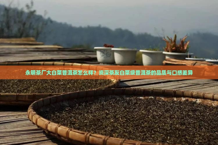 永明茶厂大白菜普洱茶怎么样？资深茶友白菜级普洱茶的品质与口感差异