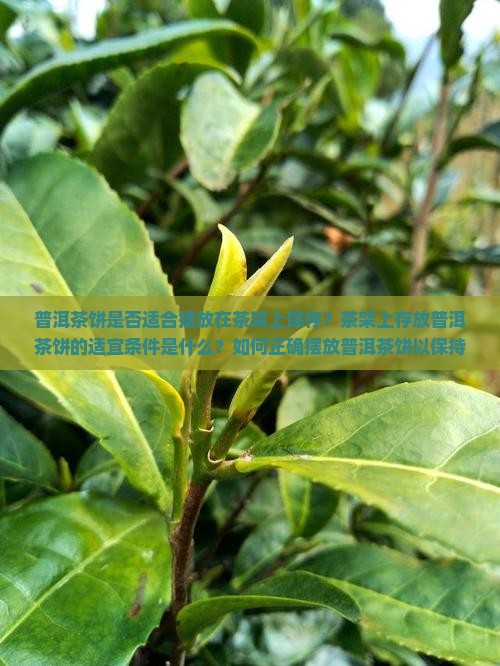 普洱茶饼是否适合摆放在茶架上保存？茶架上存放普洱茶饼的适宜条件是什么？如何正确摆放普洱茶饼以保持其品质？